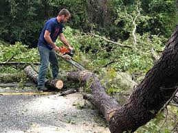 How Our Tree Care Process Works  in  Contra Costa Centre, CA